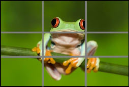 תמונה של צפרדע