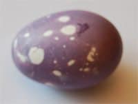 תמונה של ביצה מקושטת