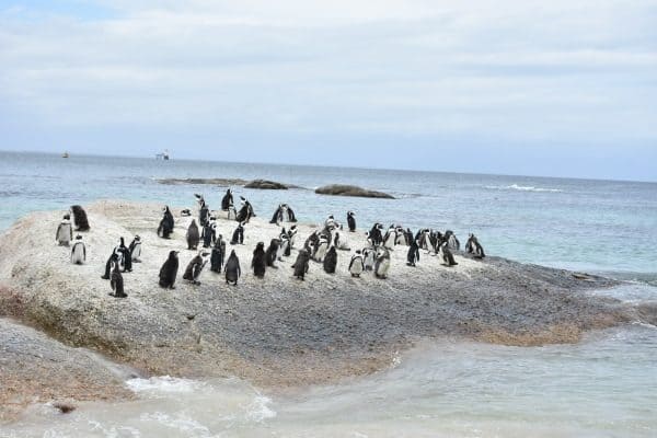 פינגווינים